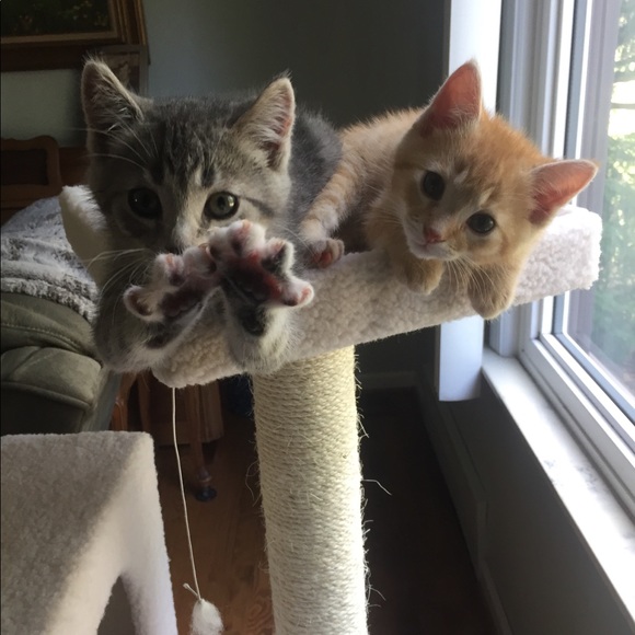 Hi! ๐๐ผIโm Katt. Offers always welcome! ๐ค - Picture 5 of 16